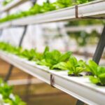 Directory of Hydroponic and Aeroponic Vegetable and Fruit Farms in Canada