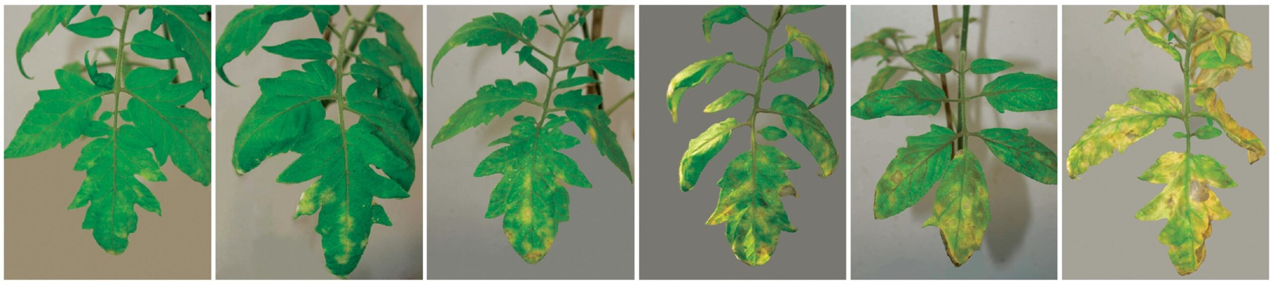 Botrytis or grey mold on Tomato Leaves