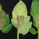 Pathogen Profile: Botrytis cinerea