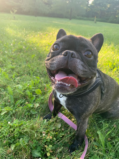 Belle, the smiling dark grey bulldog with her tongue out with a pink leash around her neck. She is sitting on her two hind legs on a field of green grass.