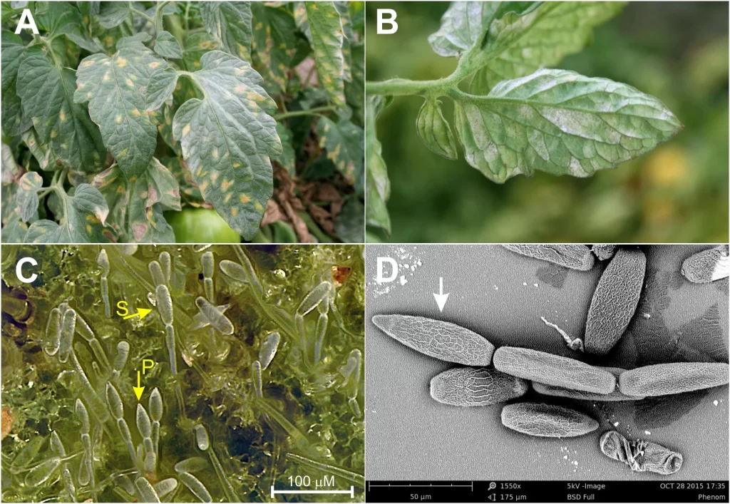 Disease symptoms caused by Leveillula taurica on tomatoes.