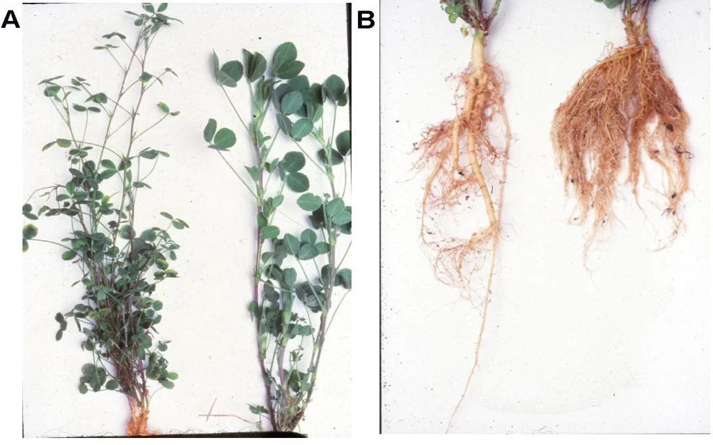 alfalfa hairy root Rhizobium