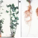 alfalfa hairy root Rhizobium