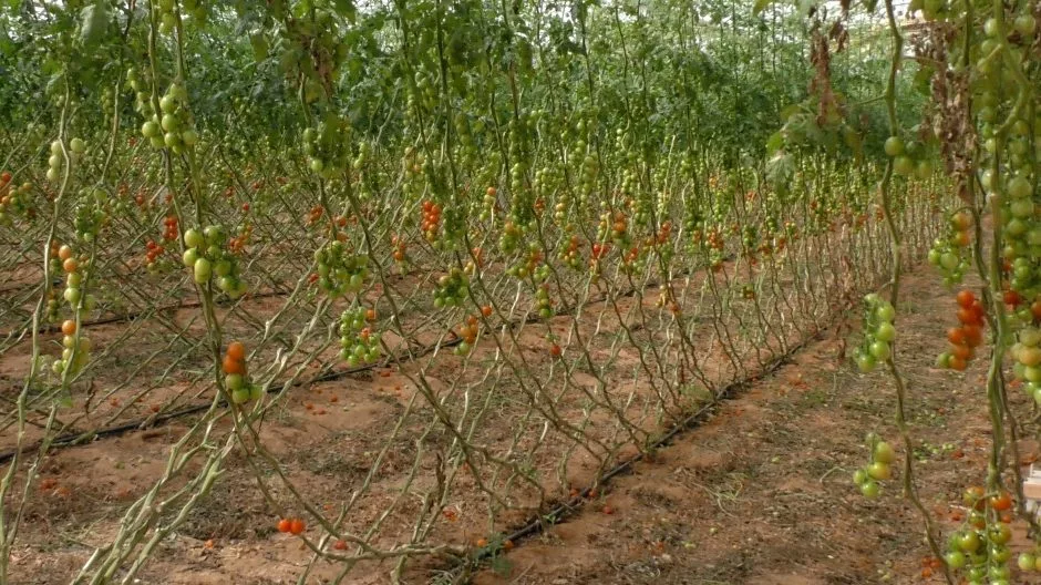 tomatoes israel tobrfv