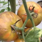 tomatoes infected tobrfv
