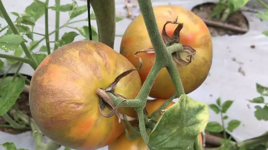 tomatoes infected tobrfv