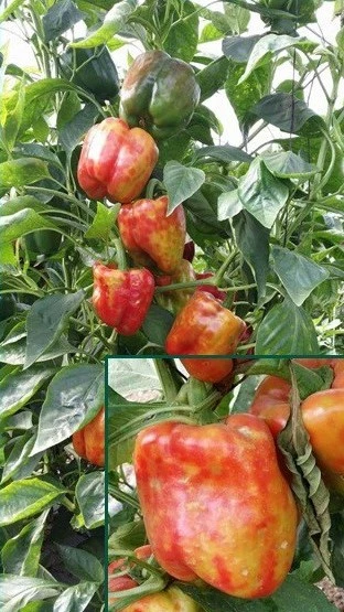 peppers infected with tobrfv