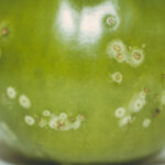 Tomato showing symptoms of Clavibacter michiganensis subsp. michiganensis infection