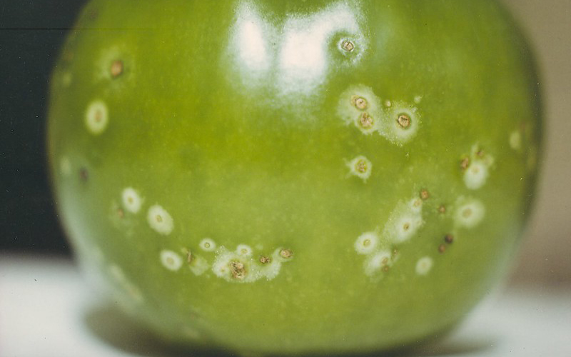 Tomato showing symptoms of Clavibacter michiganensis subsp. michiganensis infection