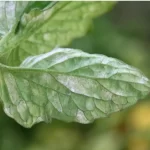 powdery mildew