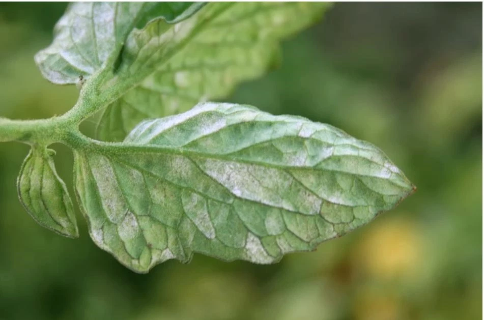 powdery mildew