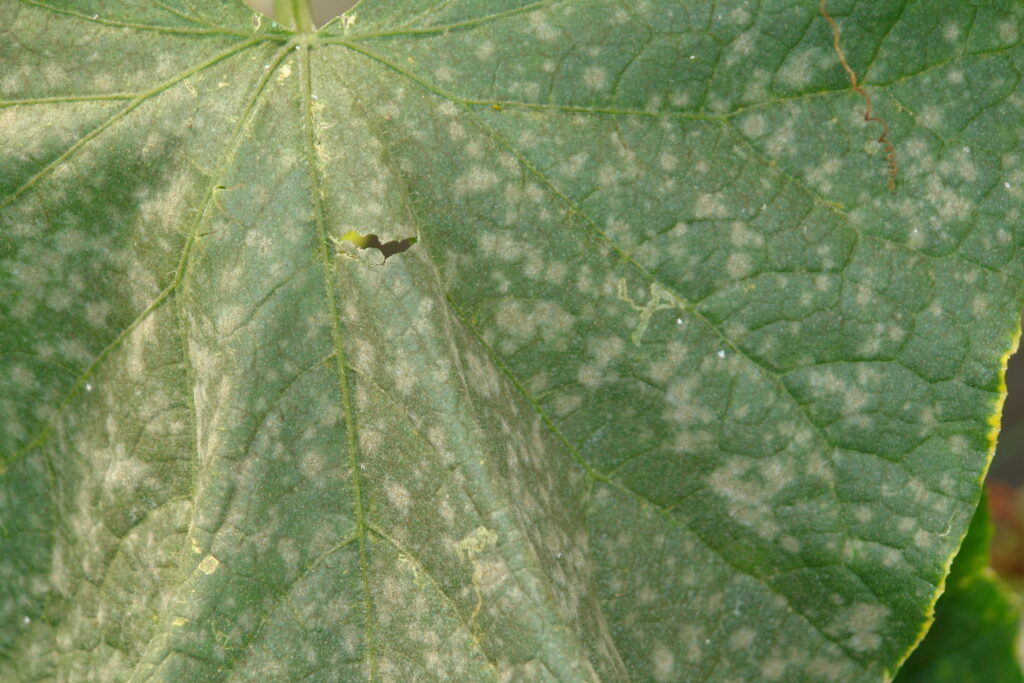 Powdery mildew on cucumber leaf.