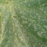 Powdery mildew on cucumber leaf.
