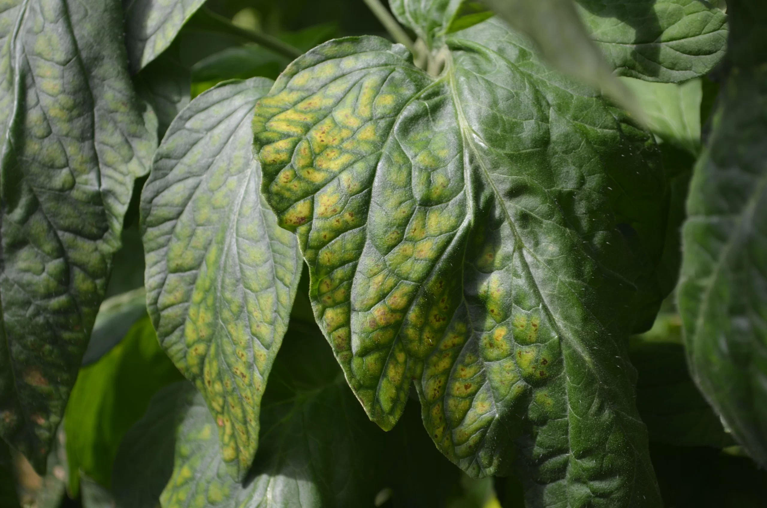Tomato leaves showing ToBRFV virus symptoms