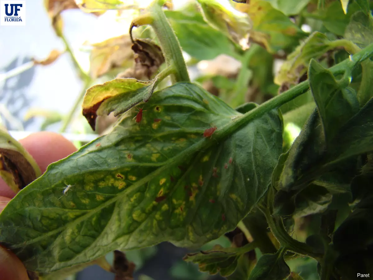 Leaves with symptoms as a result of aphids. 