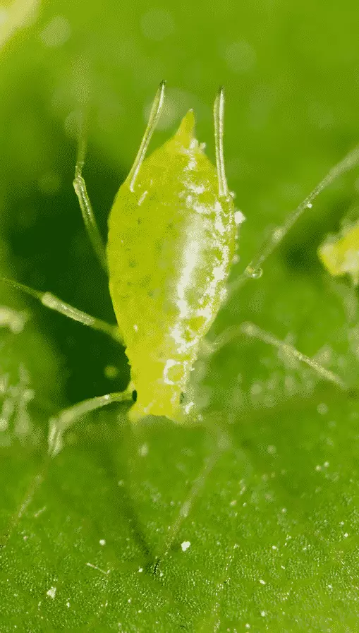  Image of an aphid