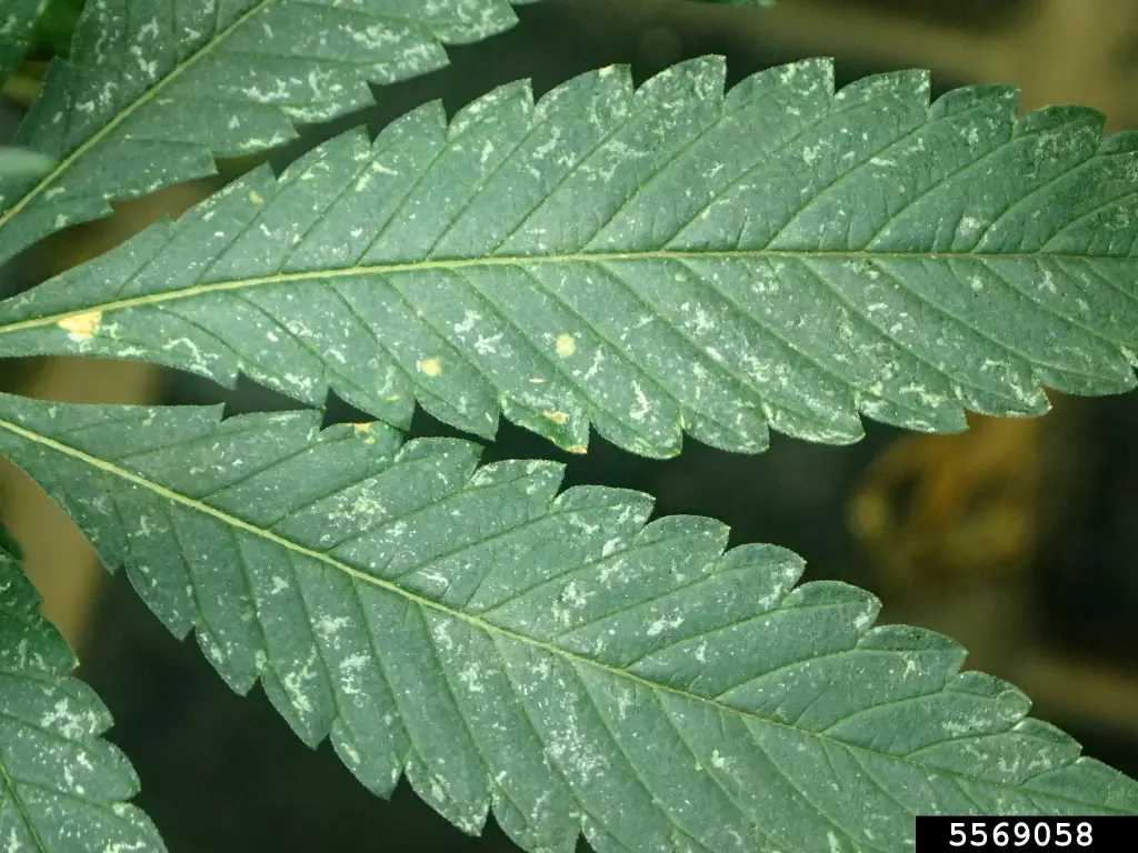  Leaves with symptoms as a result of thrips