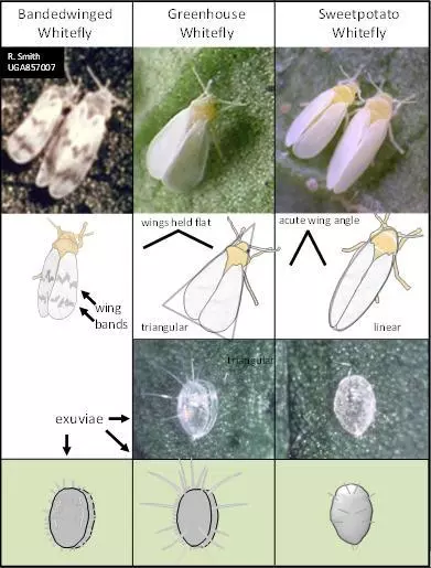 differences between different species of whiteflies