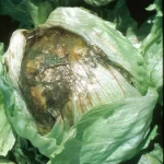 lettuce soft rot