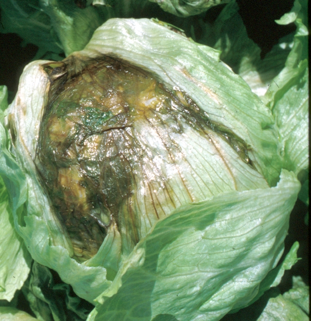 lettuce soft rot