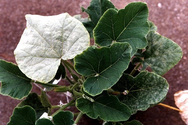 Figure 2. This image shows both early (right side) and late stage (left side) infection on the leaves of a squash plant 