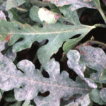 Figure 3. Powdery mildew on watermelon leaves, caused by Sphaerotheca fuliginea, Erysiphe cichoracearum. 