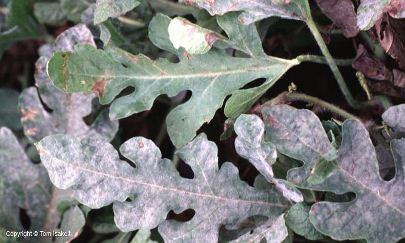 Figure 3. Powdery mildew on watermelon leaves, caused by Sphaerotheca fuliginea, Erysiphe cichoracearum. 