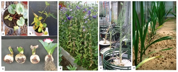 Figure 2. Image and caption [5] “Symptoms caused by Fusarium oxysporum on ornamental plants: Cyclamen sp. (a), Mandevilla sp. (b), Tulipa sp. (c), Eustoma sp. (d), Dianthus sp. (e), Gladiolus sp. (f)”