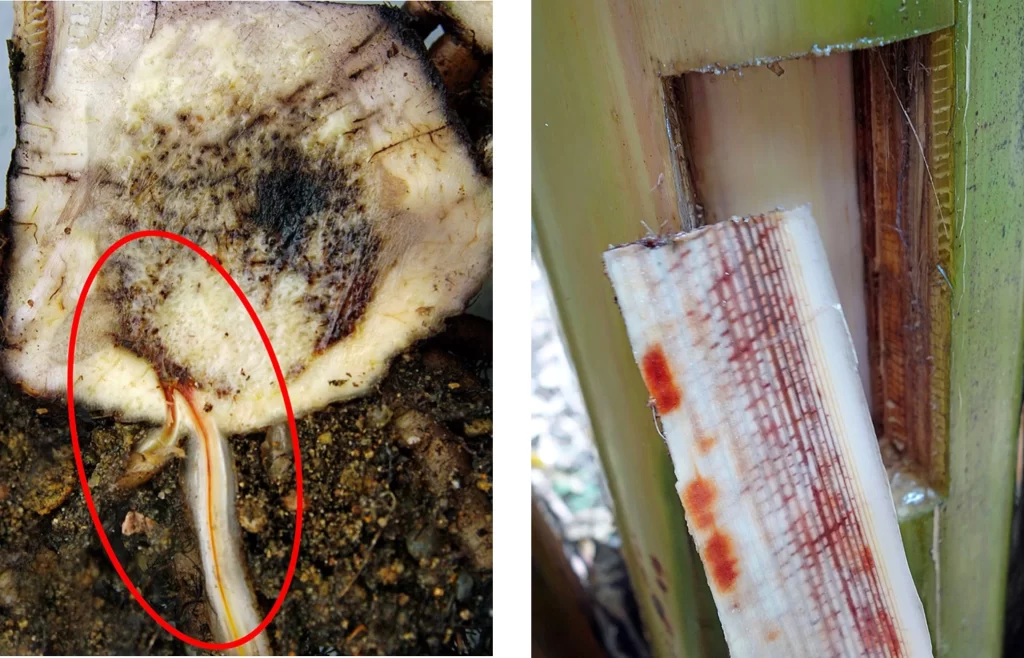 Figure 3. On the left is an image of browning in the vascular tissue of banana roots. On the right is browning (vascular discoloration) in the xylem tissue in the banana [8]. 	