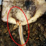 fusarium in banana root