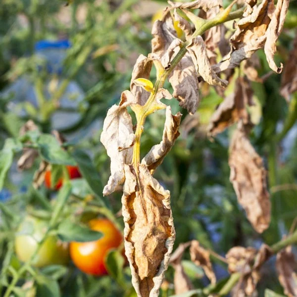  Figure 1. Tomato plants infected with Fusarium cause Fusarium wilt, as shown by browning and wilting of the leaves. Image: https://www.planetnatural.com/pest-problem-solver/plant-disease/fusarium-wilt/ 
