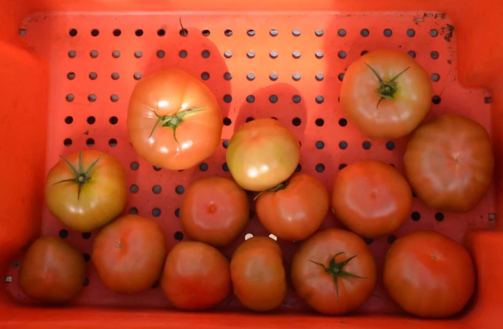 rugose tomatoes ready to be discarded