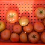 rugose tomatoes ready to be discarded