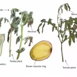 ralstonia bacterial wilt tomato potato