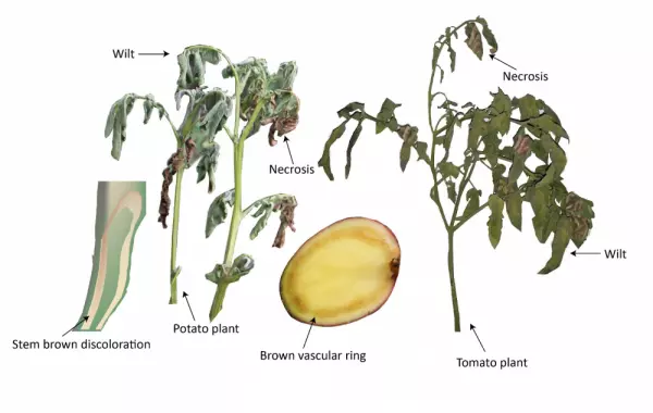 ralstonia bacterial wilt tomato potato