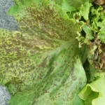 Impatiens Necrotic Spot Virus lettuce