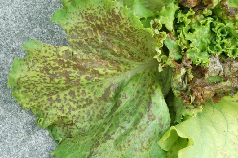 Impatiens Necrotic Spot Virus lettuce