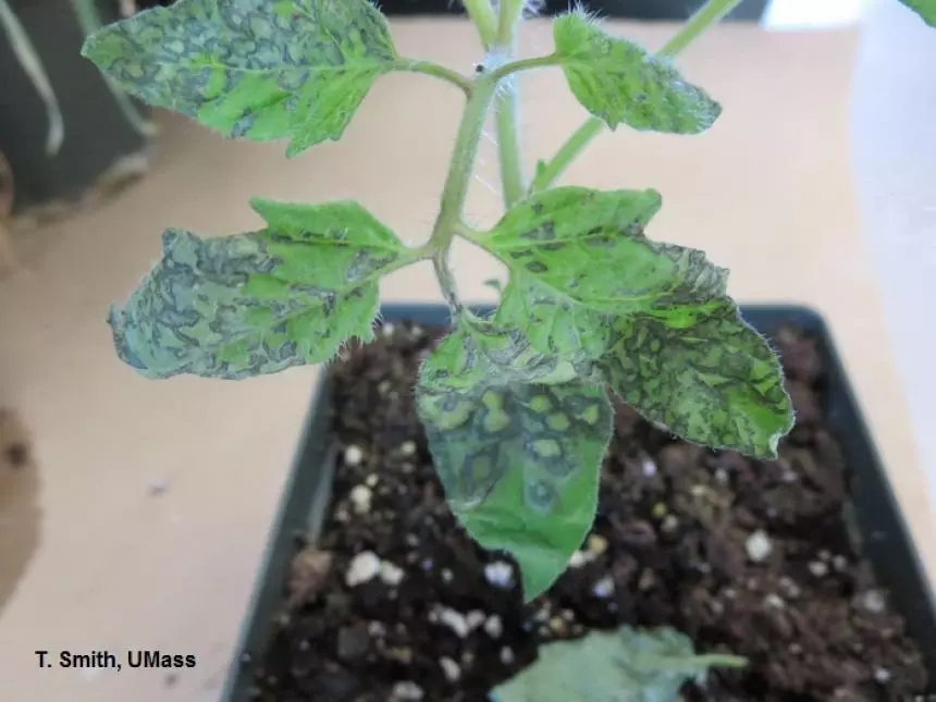 Impatiens Necrotic Spot Virus tomato plant