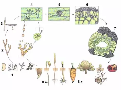 Life cycle of Rhizoctonia solani