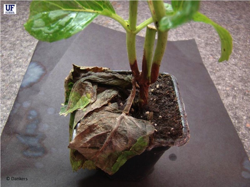 aerial blight hydrangea