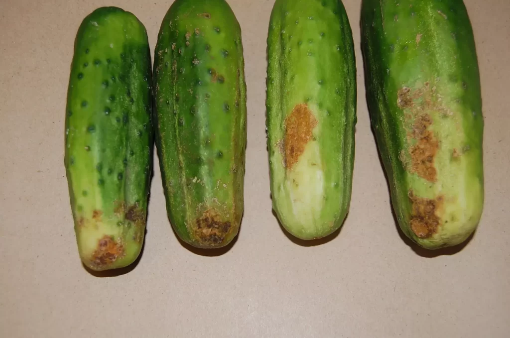 cucumber rhizoctonia