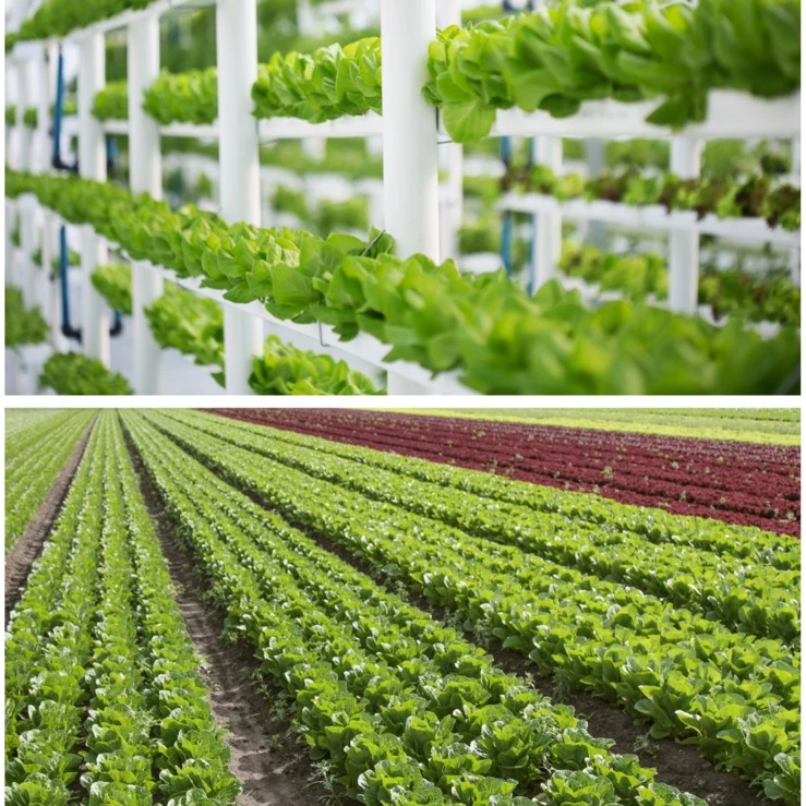 field vs vertical lettuce