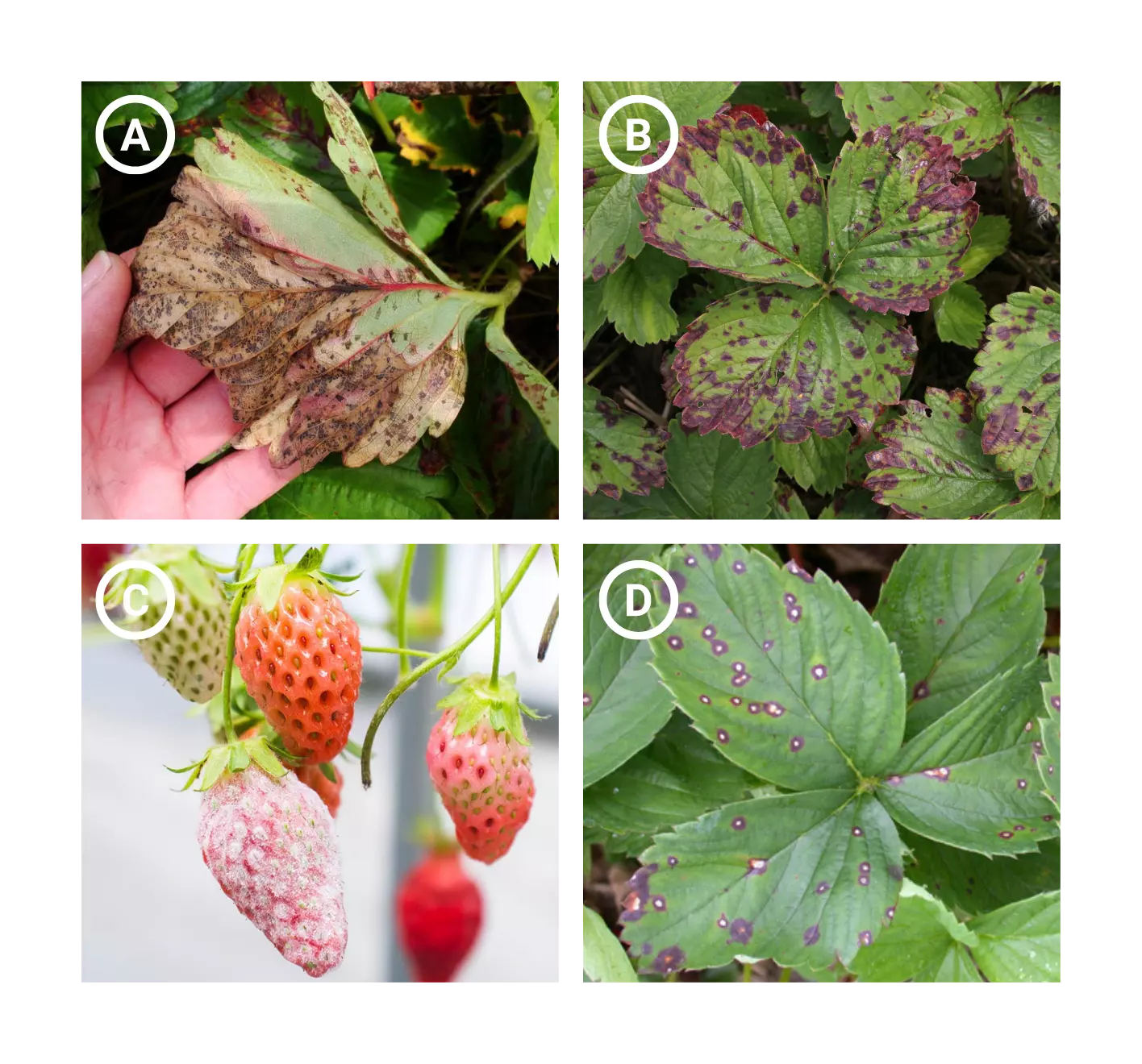 hydroponic strawberry diseases