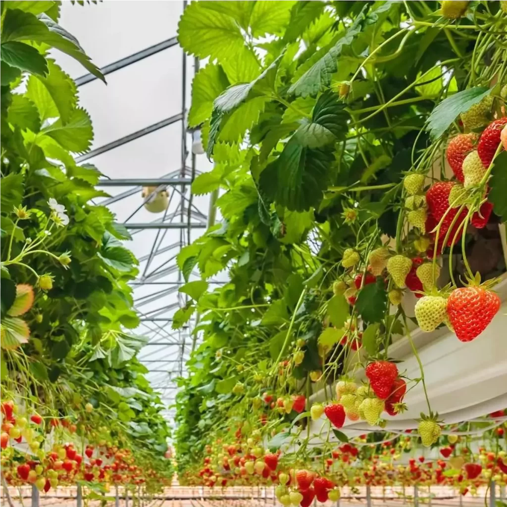 Hydroponic strawberries being grown in a greenhouse in Canada