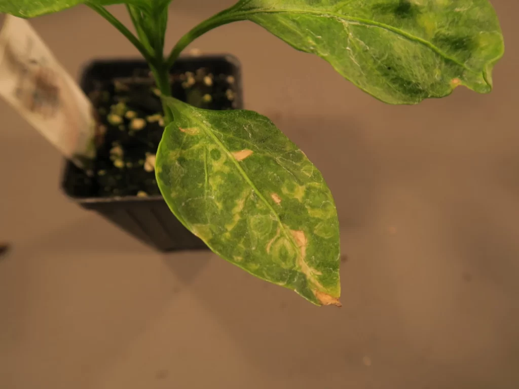 Impatiens Necrotic Spot Virus pepper plant
