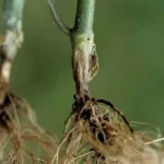 rhizoctonia tomato stem