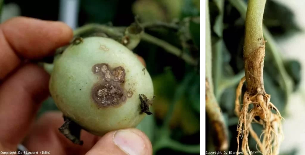 tomato rhizoctonia