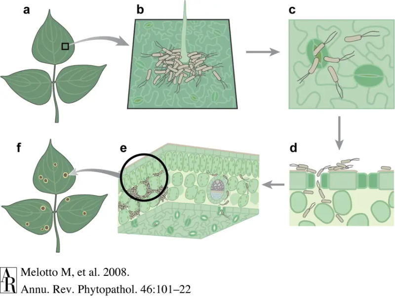 life cycle Pseudomonas syringae