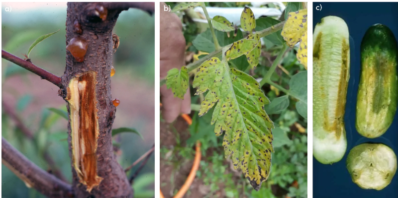 symptoms from different plants infected by Pseudomonas syringae