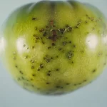 tomato bacteria Pseudomonas syringae